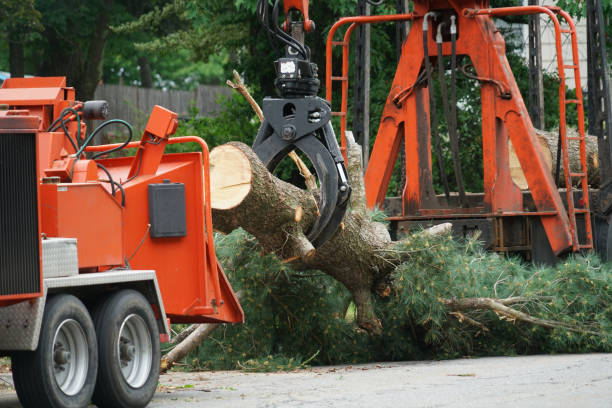 Trusted Haleyville, AL Tree Services Experts