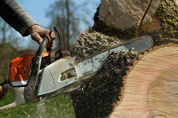 Why Choose Our Tree Removal Services in Haleyville, AL?